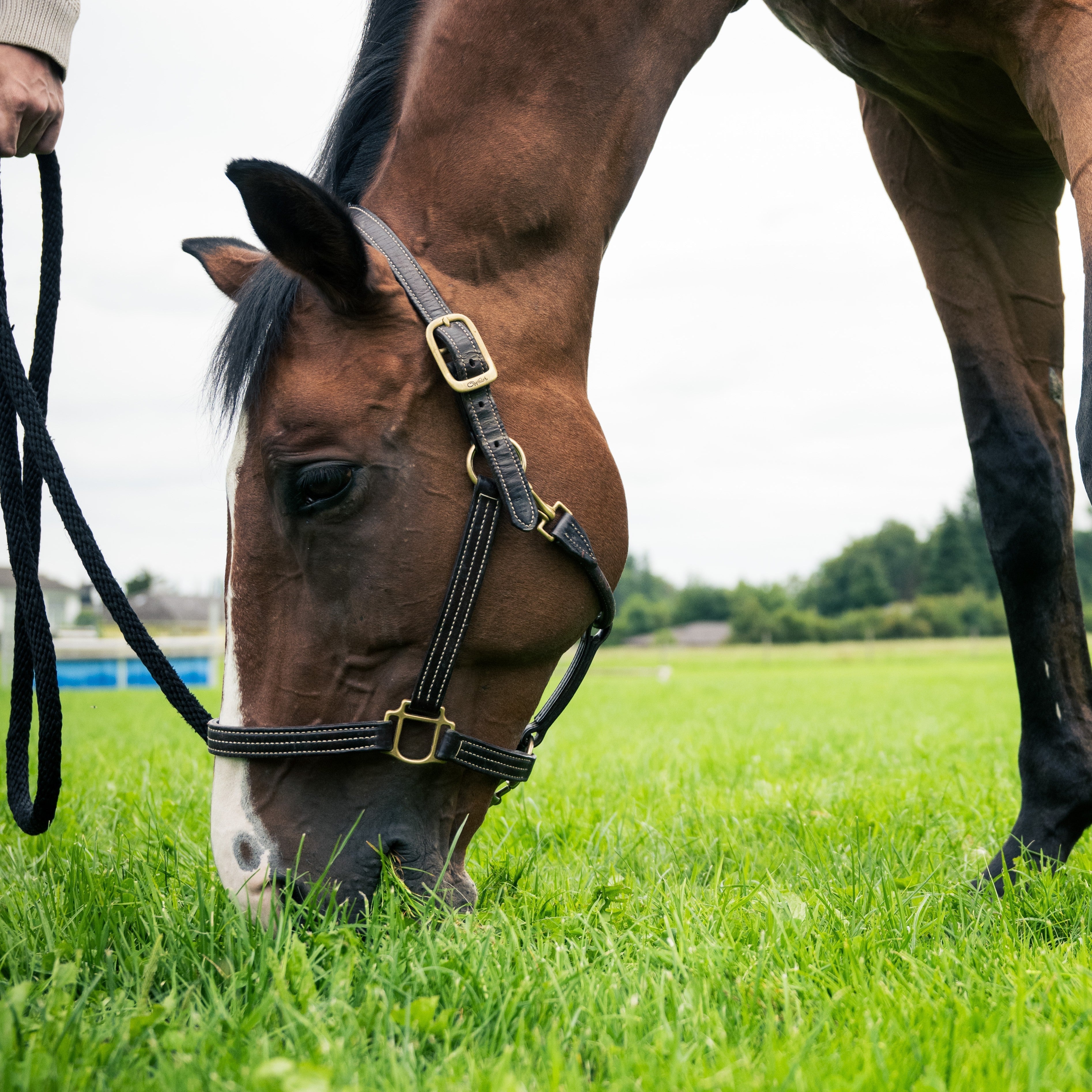 Hufrehe durch Fruktan? Diese Wetterlagen solltest du kennen.