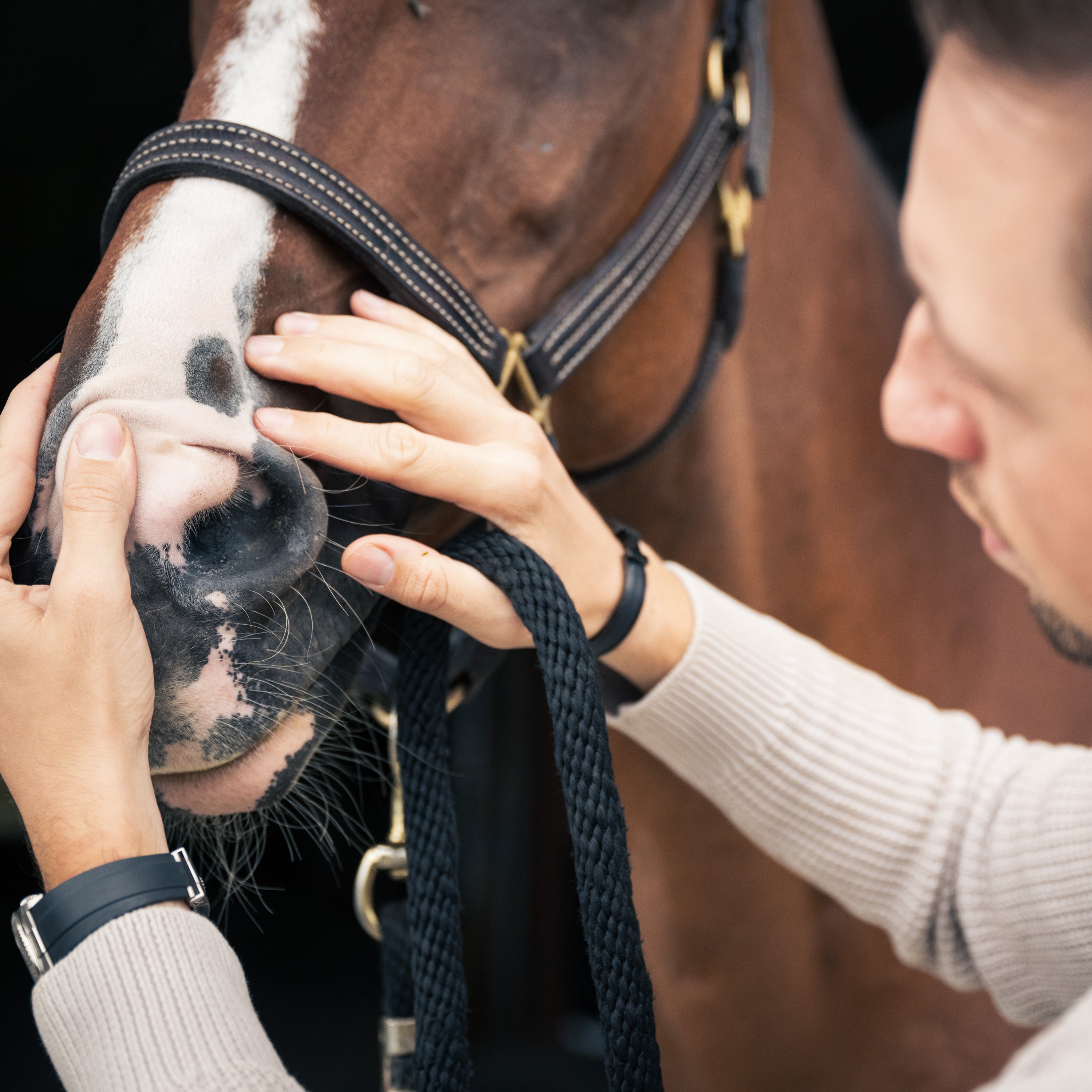 Chronischer Husten beim Pferd: Wie du helfen kannst.
