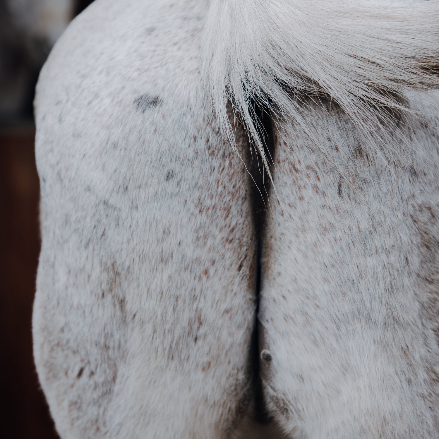 Kotwasser beim Pferd natürlich behandeln